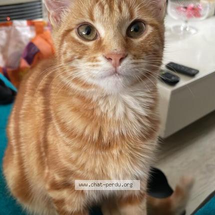 Photo 1/1 Chat retrouvé Perdu à Plessis Au Bois