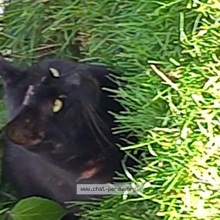 Photo de chat perdu à Lay St Remy