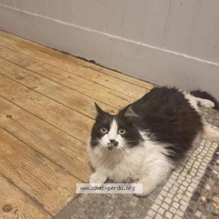 Photo 1/1 Chat retrouvé Trouvé à Toulouse