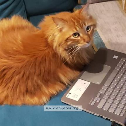 Photo de chat perdu à La Paquelais
