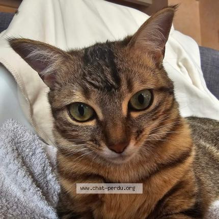 Photo 1/1 Chat retrouvé Perdu à Pont en royans