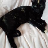Photo de chat perdu à Celle Levescault