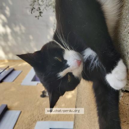 Photo 1/1 Chat retrouvé Perdu à Surzur