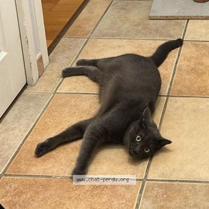Photo 1/1 Chat retrouvé Perdu à Ecully