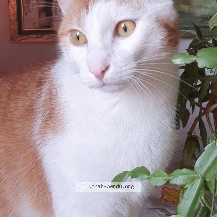 Photo 1/3 Tilki Chat perdu à Saint malo de phily