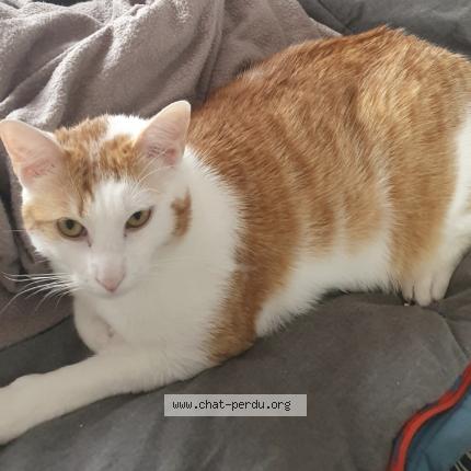 Photo 2/3 Tilki Chat perdu à Saint malo de phily