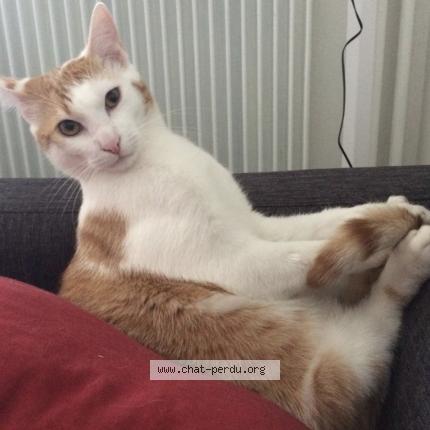 Photo 3/3 Tilki Chat perdu à Saint malo de phily