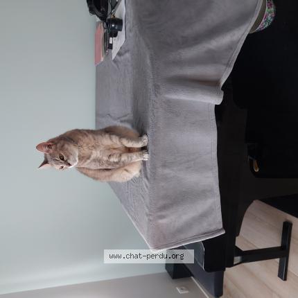 Photo de chat perdu à Maisons Alfort