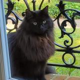 Photo de chat perdu à Maisons Laffitte