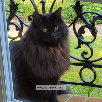 Photo 1/1 Chat retrouvé Perdu à Maisons laffitte