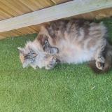 Photo de chat perdu à St Mars La Briere