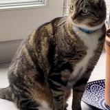 Photo de chat perdu à Conflans Ste Honorine