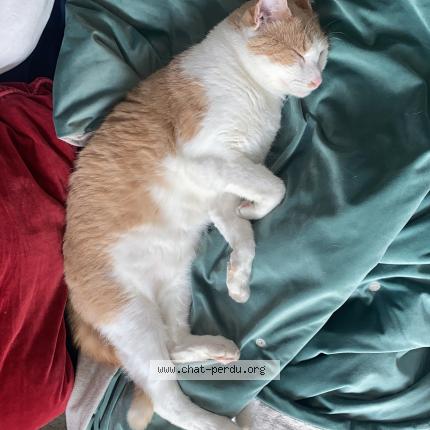 Photo 1/3 Chat retrouvé Perdu à Champigny Sur Marne