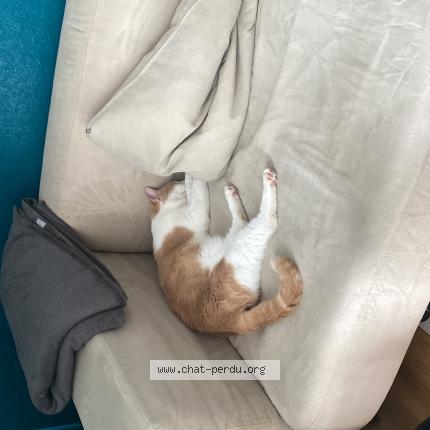 Photo 2/3 Chat retrouvé Perdu à Champigny Sur Marne