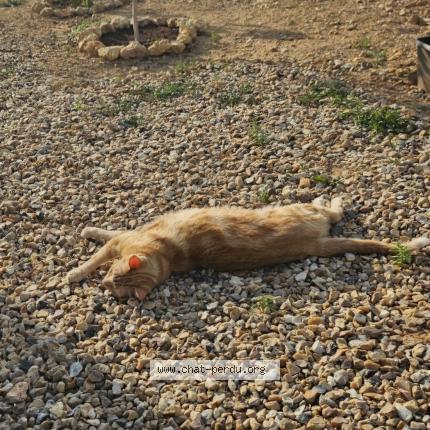 Photo de chat perdu à Les Roches L Eveque