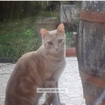 Photo 1/1 Chat retrouvé Perdu à Mussidan