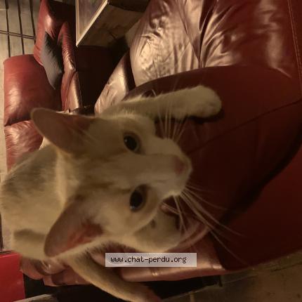 Photo 1/1 Chat retrouvé Trouvé à St Nazaire