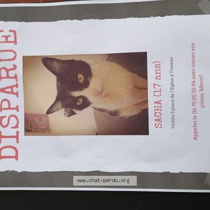 Photo 1/1 SACHA Chat perdu à Tressan