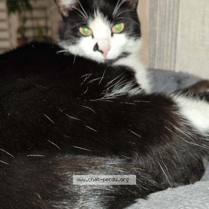 Photo 1/1 MEI Chat perdu à Pierre chatel