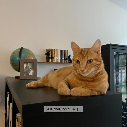Photo de chat perdu à Bordeaux