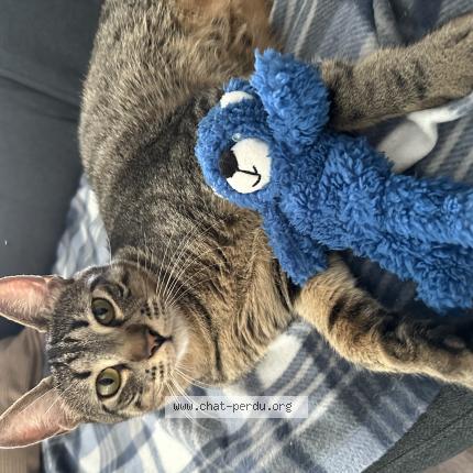 Photo de chat perdu à Saint Sauveur