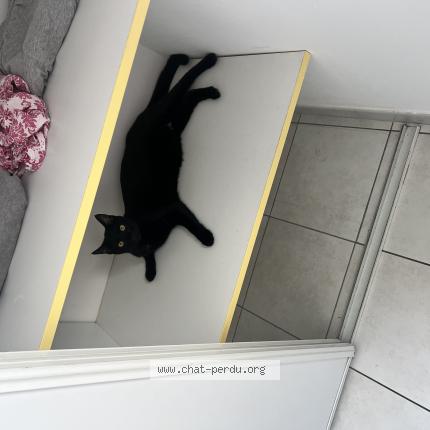 Photo de chat perdu à Vendres