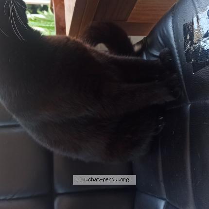 Photo 1/1 Chat retrouvé Perdu à Cagnes Sur Mer