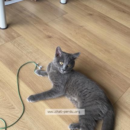 Photo de chat perdu à Besancon