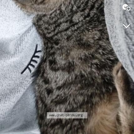 Photo de chat perdu à Chateauroux