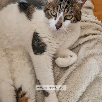 Photo de chat perdu à Villiers Sur Marne