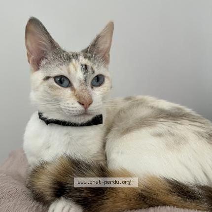 Photo de chat perdu à Periers