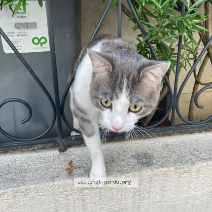 Photo 1/1 Chat retrouvé Trouvé à Courbevoie