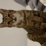 Photo de chat perdu à Sart Dames Avelines