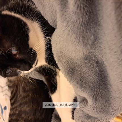 Photo de chat perdu à Toulon