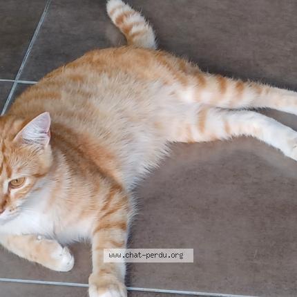 Photo de chat perdu à Decines Charpieu