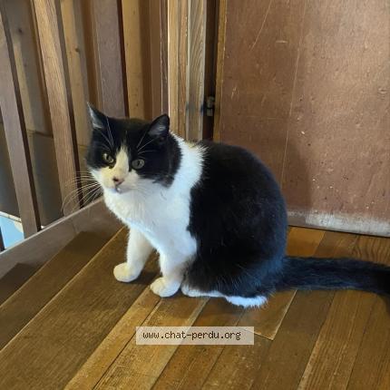 Photo de chat perdu à Roppentzwiller