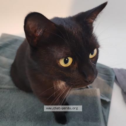 Photo de chat trouvé à Villers Les Nancy