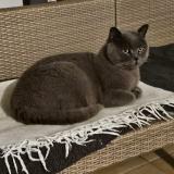 Photo de chat perdu à St Mars D Outille