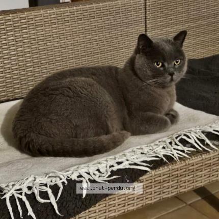 Photo 1/1 Chat retrouvé Perdu à St mars d outille