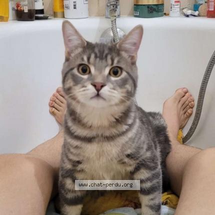 Photo 1/1 trash Chat perdu à Petitmont