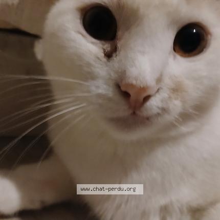 Photo de chat perdu à Luneville