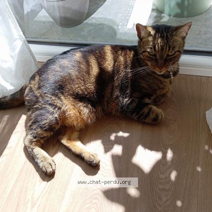 Photo de chat perdu à Gruchet Le Valasse
