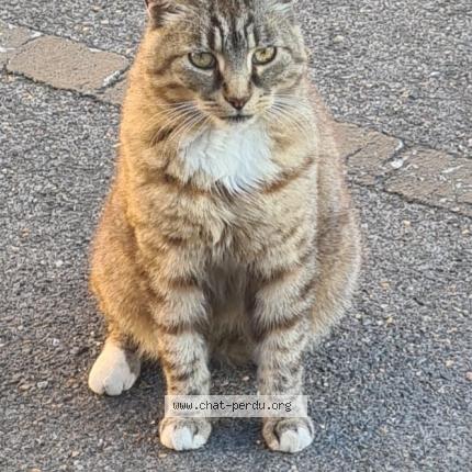 Photo de chat trouvé à Eragny Sur Oise