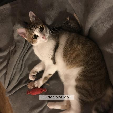 Photo 1/1 Chat retrouvé Perdu à Groslay