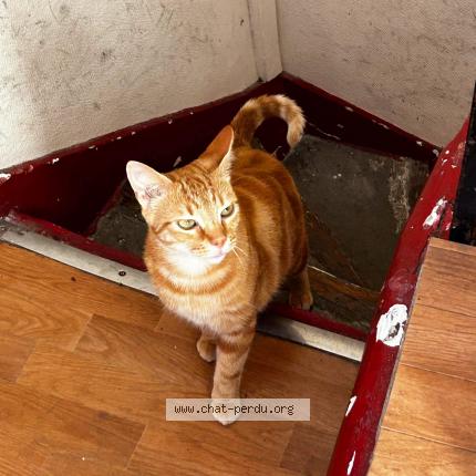 Photo de chat trouvé à Paris