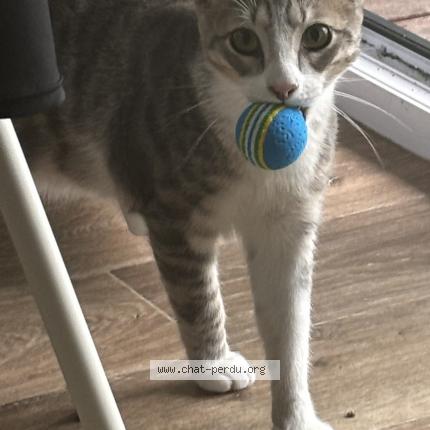 Photo de chat perdu à Rennes