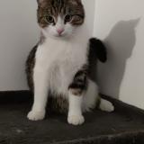 Photo de chat perdu à Fille