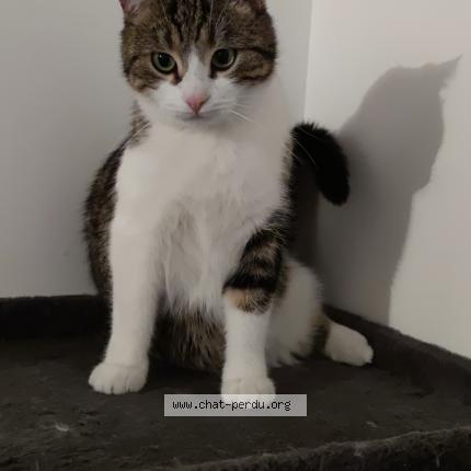 Photo 1/1 Chat retrouvé Perdu à Fille