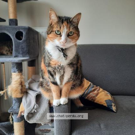 Photo 1/1 Chat retrouvé Perdu à Voisins le bretonneux