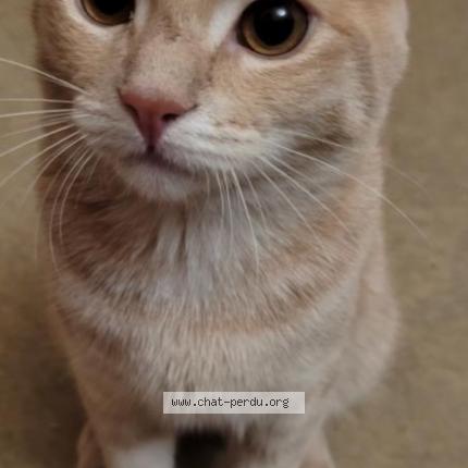Photo 1/1 spooky Chat perdu à Petitmont